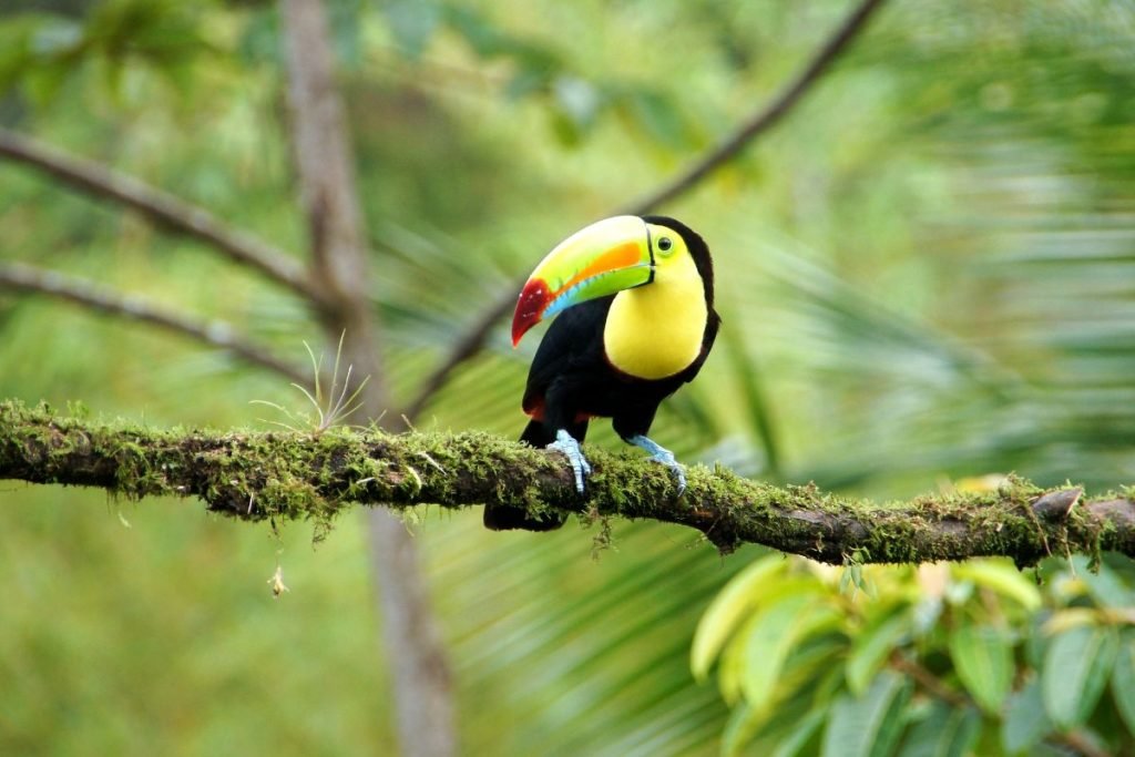 Costa Rica, meilleurs destinations voyage