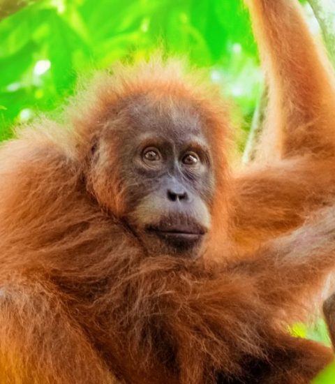 Guide francophone Indonésie Sumatra