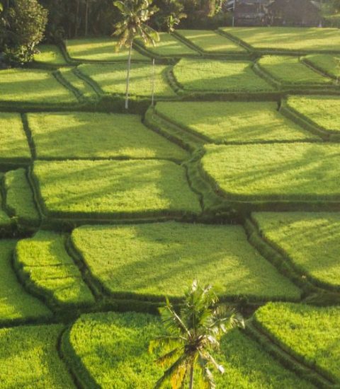 Guide francophone Indonésie Ubud