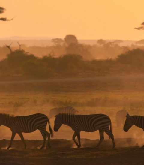 Guide francophone Kenya Nairobi