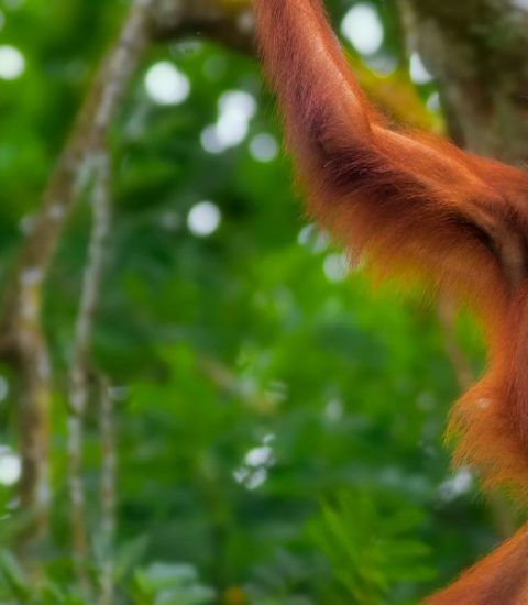 Guide francophone Malaisie Kedah