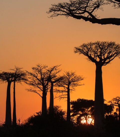 Guide local francophone Madagascar