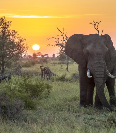African Elephant at sunrise