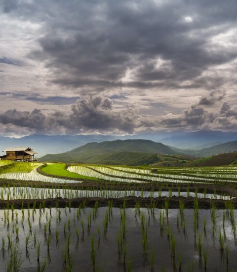 Beautiful landscape view of rice terraces and hut at chiang mai , Thailand.