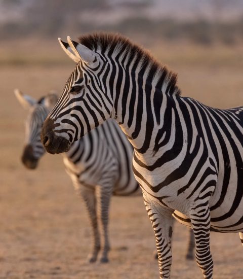 guide francophone Afrique bénin