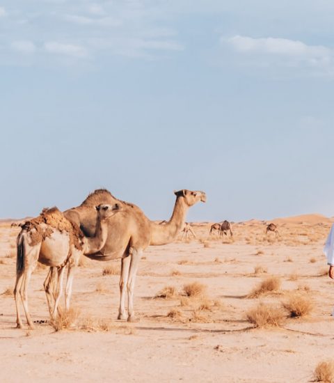 guide francophone algérie