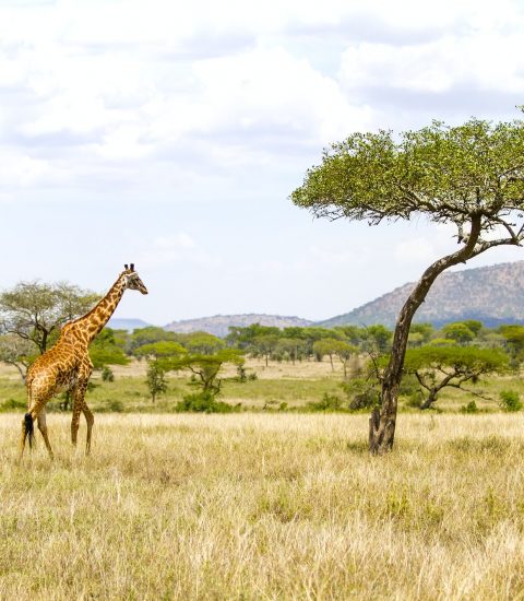 Large giraffe walks at the plains of Africa