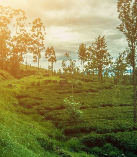 Guide francophone Colombo Sri Lanka