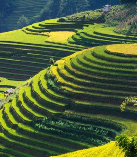 Guide francophone Vietnam